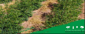 Florestas plantadas: sucesso n